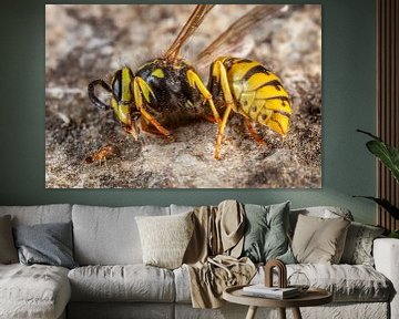 Kleine mier benadert een dode wesp van Joost Adriaanse