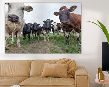 Nieuwsgierige koeien sur Henk van den Brink
