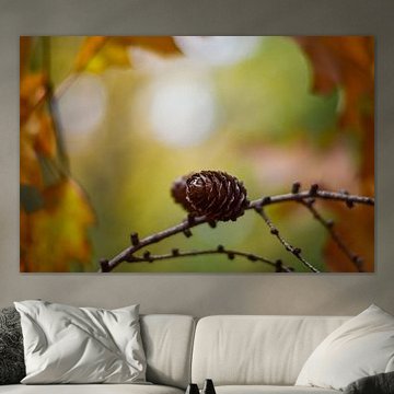 Tannenzapfen in einem Herbstwald