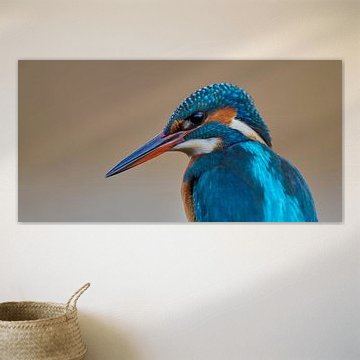 Kingfisher - Portrait