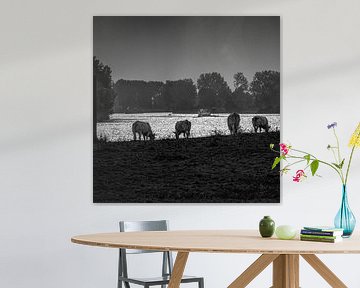 Koeien aan de oever van de Maas in zwartwit van Jeroen