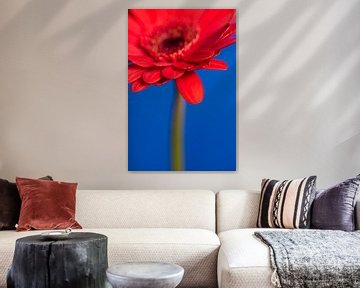 The red petal of the Gerbera by Marjolijn van den Berg