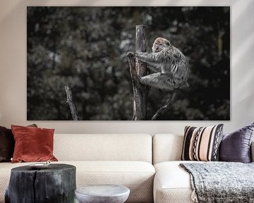 Monkey by Maurice Cobben
