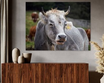 Portret van een koe van calvaine8
