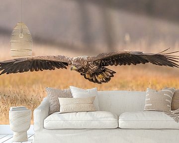 Approaching white-tailed Eagle! by Robert Kok