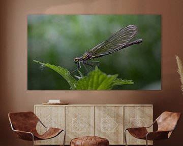 Dragonfly by Maurice Cobben