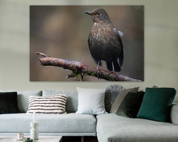 Blackbird Portrait by Steffie van der Putten