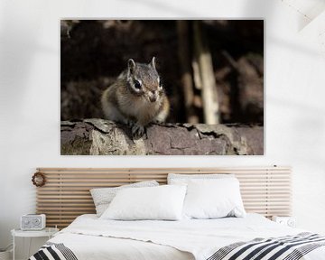 Siberian ground squirrel by Corrie Post