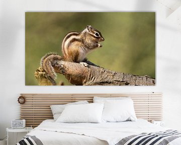 Siberian ground squirrel by Corrie Post