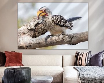 Yellow billed hornbill begging for food by Marijke Arends-Meiring