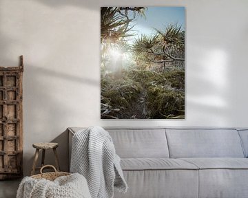 Tropische planten in Noosa, Queensland, Australië.