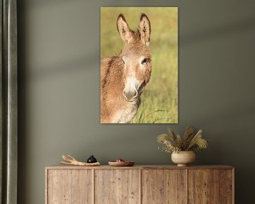 Donkey in the early morning sun by Marijke Arends-Meiring