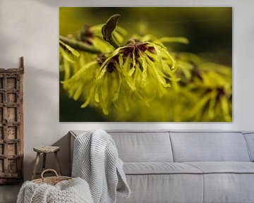 fauna and flora