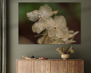 flora