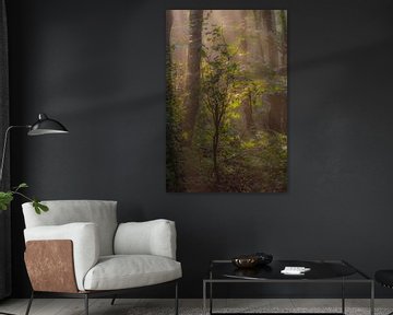 magic by Bart Liesenborgs