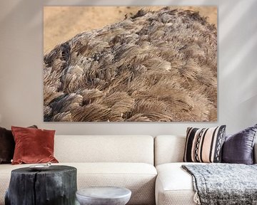 ostrich