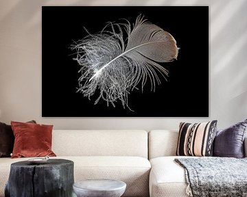 Down feather isolated on black