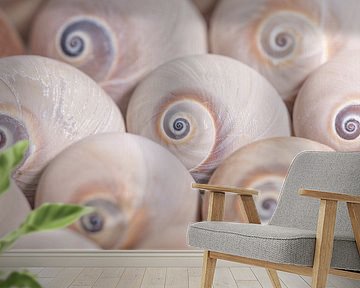 The snail shells