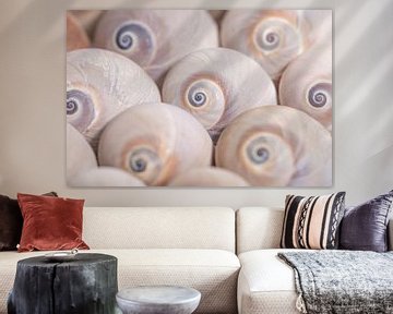The snail shells by Marjolijn van den Berg