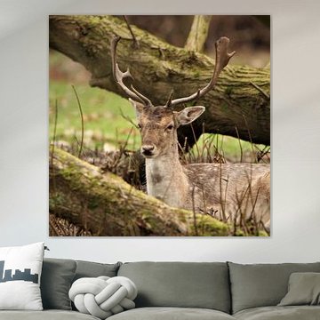 Schöner Damhirsch mit schönem Geweih.