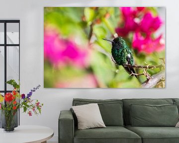 Hummingbird guards his bush by Jan-Thijs Menger
