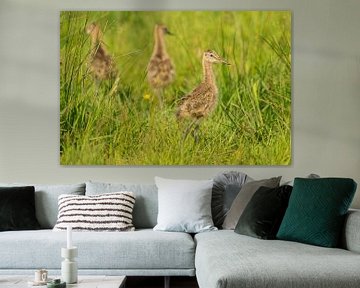 Black-tailed godwit chick in a meadow by Marcel van Kammen