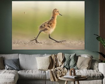 Uferschnepfe (Limosa limosa), Küken auf einer Wiese von Marcel van Kammen