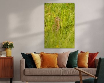 Black-Tailed Godwit (Limosa limosa) chick on meadow by Marcel van Kammen