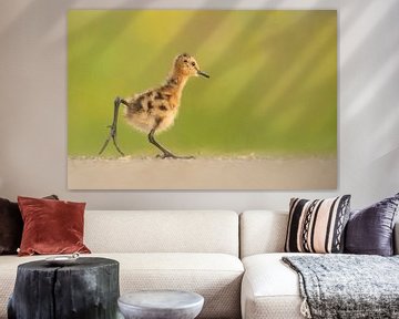 Black-Tailed Godwit (Limosa limosa) chick on meadow by Marcel van Kammen