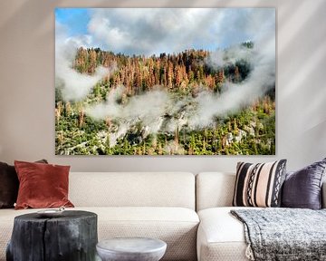 Autumn pine forest covered with clouds in Yosemite National Park van Marcel van Kammen