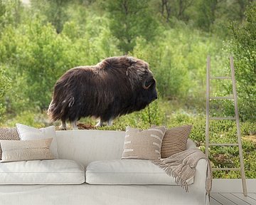 Muskusos in de regen van Corrie Post