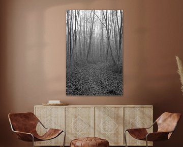 Een bospad door een polder loofbos in zwart-wit