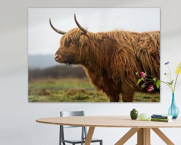 Schotse hooglanders  ( highland cow) van de zijkant bekeken van Chihong
