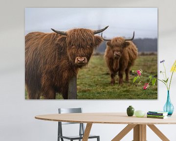 Twee Schotse hooglanders  in het veld ( highland cattle ) van Chi
