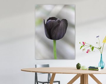 Black tulip von Roswitha Lorz