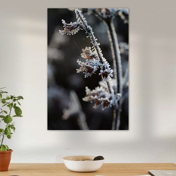 Abstract Gedroogde Bloemhoofdjes Melissa officinalis