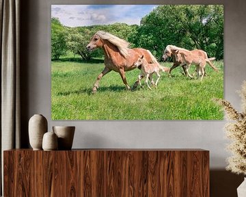 Haflinger Horses with Foals Running