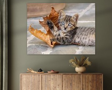 Cute Kitten and a Leaf by Katho Menden