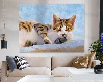 Lazy Kitten on a blue wall by Katho Menden