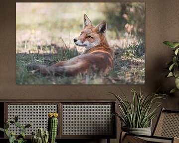 Fuchs im Gras ruhend - weicher Hintergrund von Jolanda Aalbers