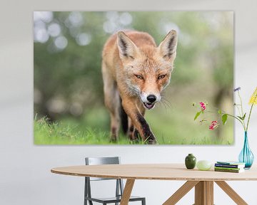 Fox walks straight to the camera by Jolanda Aalbers