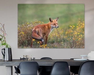 Vos staat in het gras tussen de gele wilde bloemen van Jolanda Aalbers