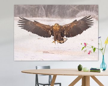 Bald eagle (Haliaeetus albicilla) by Gert Hilbink