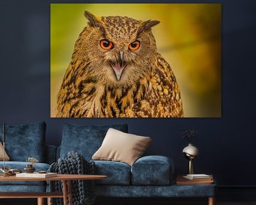 Eule, Bubo bubo