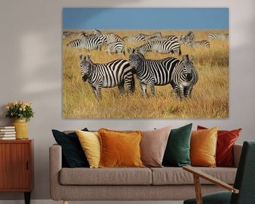 Masai Mara Zebras von Bart Hendriks