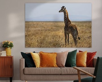 Giraffe in de eindeloze valktes van Bart Hendriks