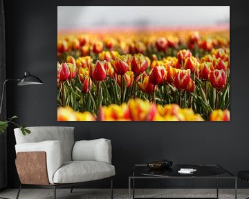 Rood en geel tulpen in het landschap van Vivianne Molenaar-Seinen