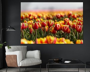 Red and yellow tulips in the landscape