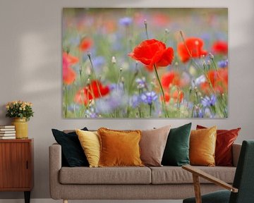Field with poppies and cornflowers