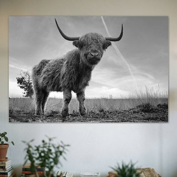 Schotse Hooglander op de Heide